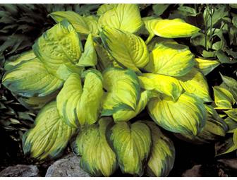 PLANTS - HOSTAS - Variety of 6