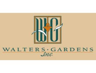 PLANTS - HOSTAS - Group of 6