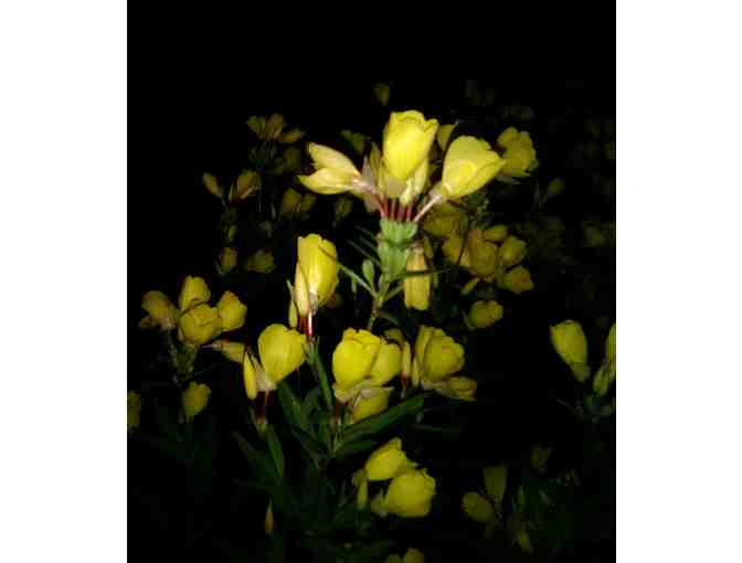 Set of 8 Note Cards by Linda Ford Brown