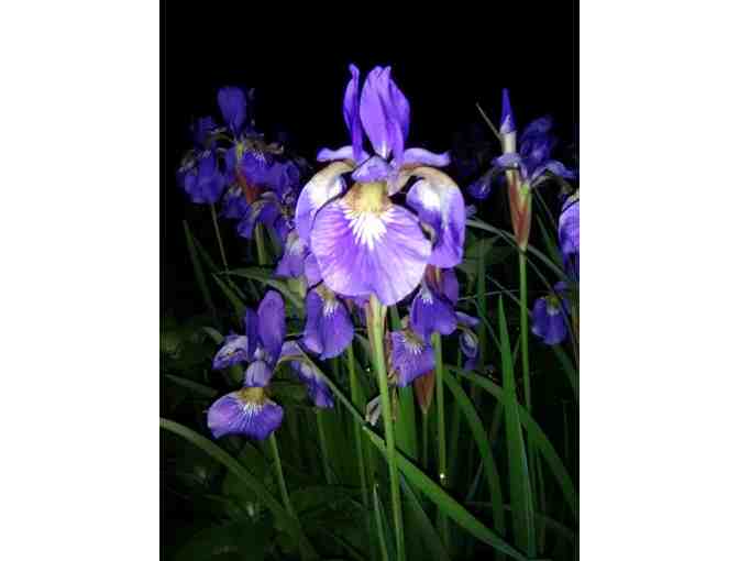 Set of 8 Note Cards by Linda Ford Brown