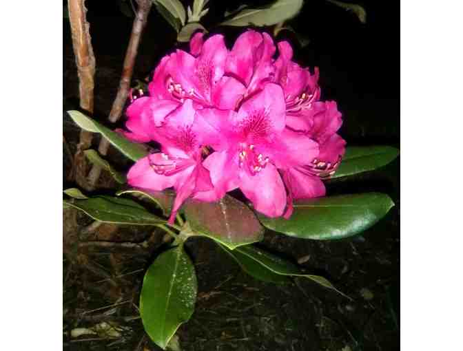 Set of 8 Note Cards by Linda Ford Brown