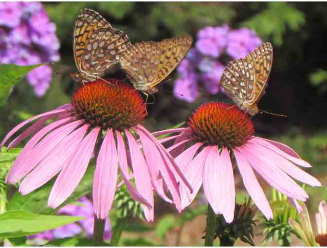 Set of 8 Note Cards by Linda Ford Brown