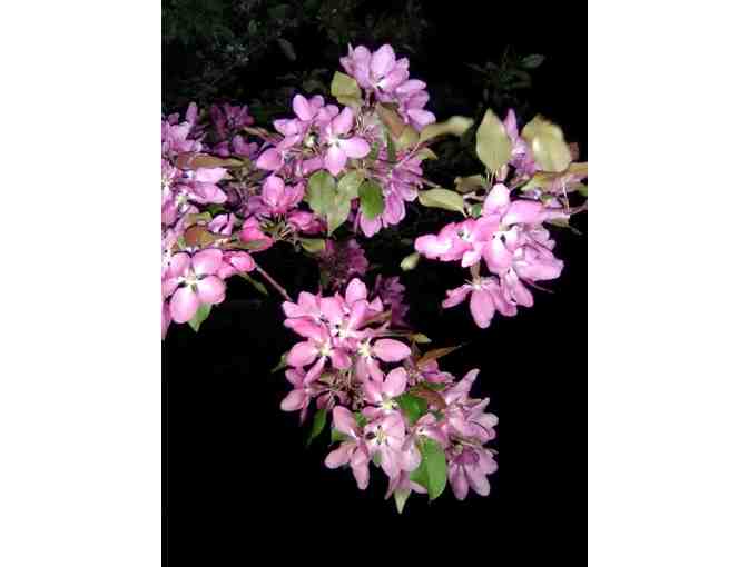 Set of 8 Note Cards by Linda Ford Brown