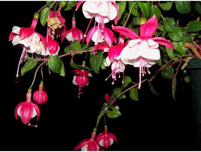 Incredible Canvas Prints By Linda Ford Brown