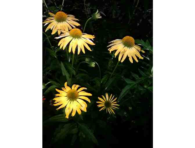 Canvas Prints by Linda Ford Brown