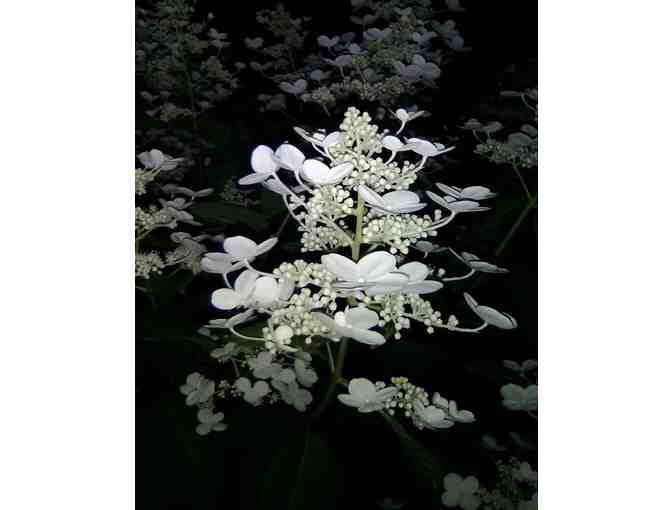 Set of 8 Note Cards by Linda Ford Brown