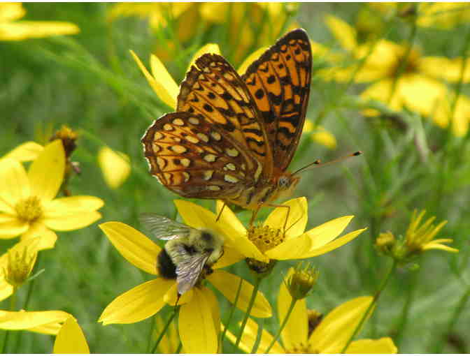 Set of 8 Note Cards by Linda Ford Brown