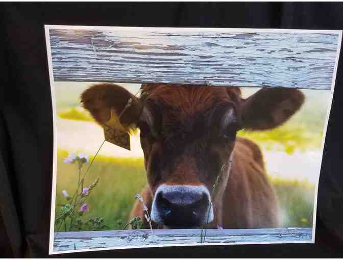 Adorable Country Cow Photo - Photo 1