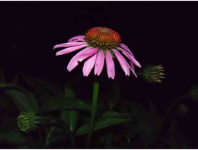 Incredible Canvas Prints By Linda Ford Brown - Photo 3