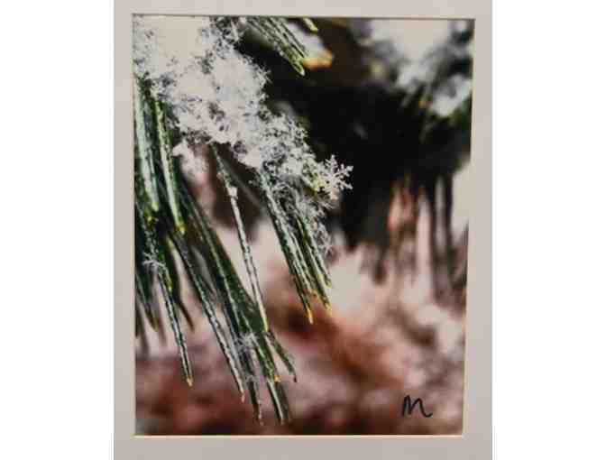Snowflake on Pine Needles (Photography)