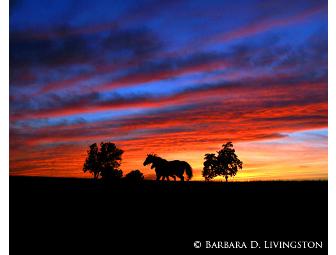 Barbara D. Livingston prints