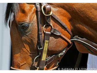 Barbara D. Livingston prints