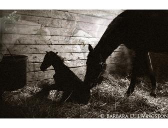 Barbara D. Livingston prints