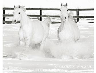 Barbara D. Livingston prints