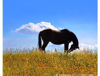 Barbara D. Livingston prints