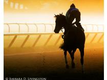 Barbara D. Livingston prints