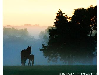 Barbara D. Livingston prints