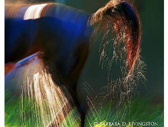 Barbara D. Livingston prints