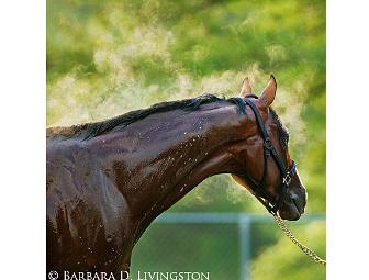 Barbara D. Livingston prints