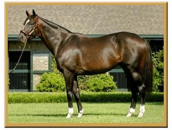 Tiznow - Elite Souvenir Package with Halter