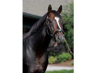Tiznow - Elite Souvenir Package with Halter