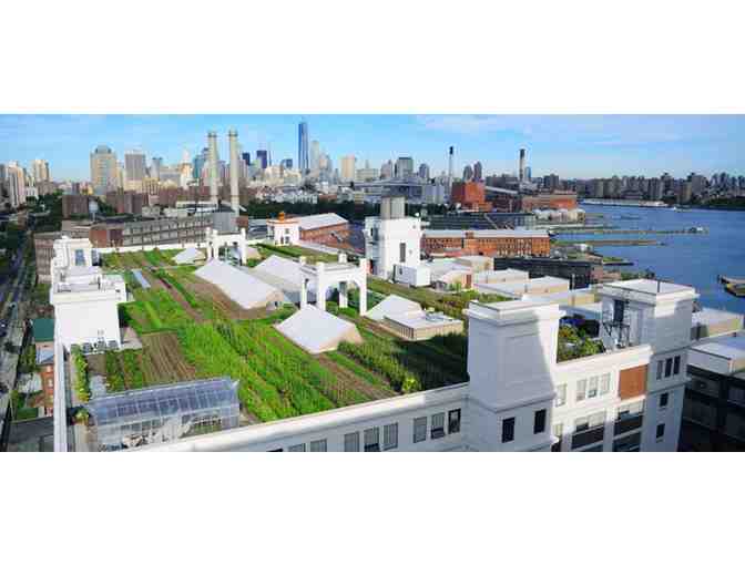 Personal Tour of the Brooklyn Grange