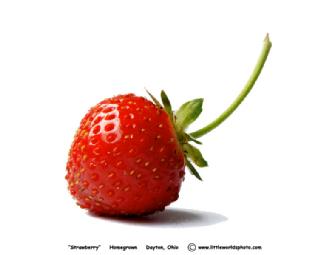 FRAMED LITTLE WORLDS PHOTOGRAPH