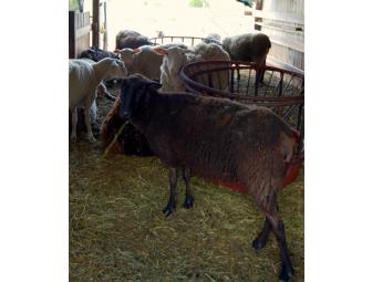 Join Sankow's Beaver Brook Farm at milking time!