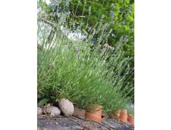 Tour and Workshop at Pleasant Garden: All About Lavender