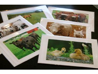 Set of 6 Farm Animal Photo Art Cards