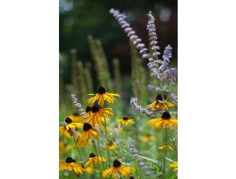 One Hour Landscape Consultation