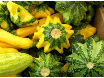 Summer Squash Grown For You