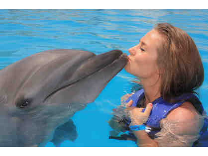 Dolphin Signature swim at Dolphin Discovery for 2 persons