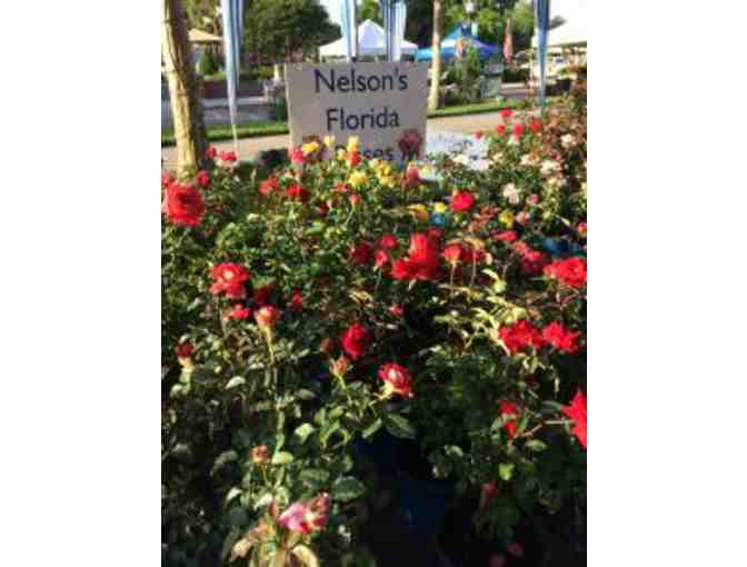 Nelson's Rose Bushes with Garden Glass Art