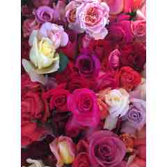 Nelson's Florida Roses