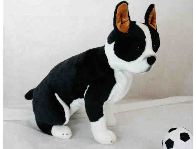 Two Boston Terriers