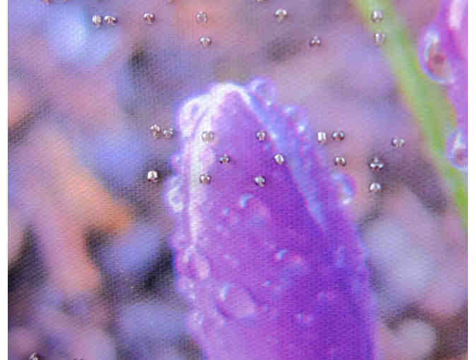 Braille Poetry Accenting Canvas Print of Crocus with Dew