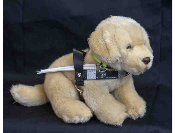 Yellow Lab in Harness