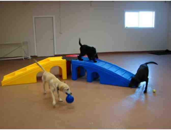 Fund-A-Need - Puppy PlayGo for Nursery Enrichment