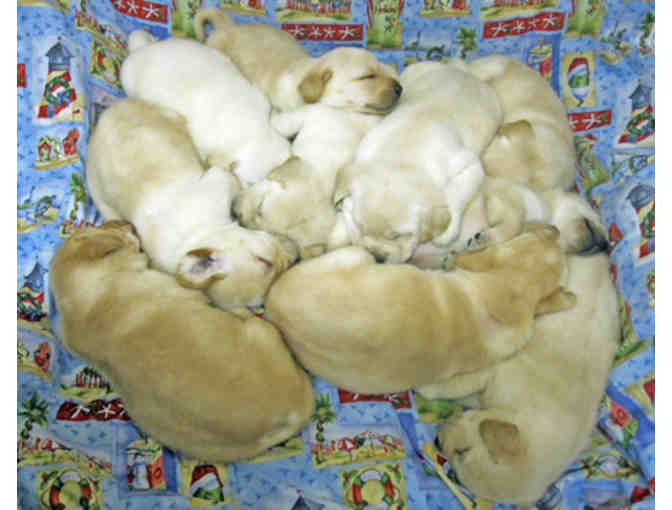 Sponsor a Litter of Puppies - Photo 2