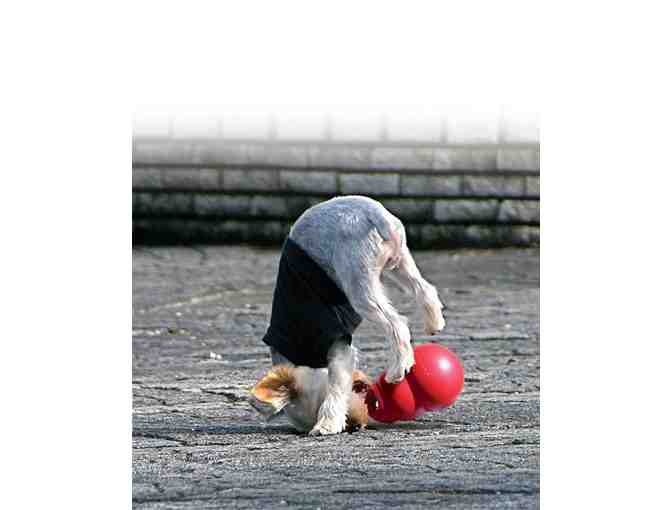 Fund-A-Need - KONG X-Large Bounzer Dog Toy