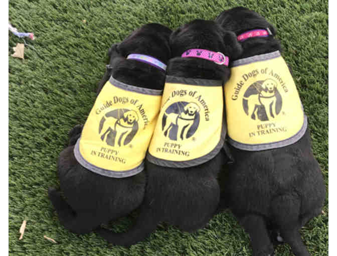 Fund-A-Need - Puppy In Training Jackets & Bibs