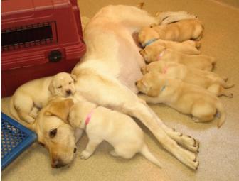 Sponsor a Litter of Labrador Retriever Puppies at Guiding Eyes for the Blind