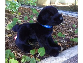 Puppy Love! Stuffed Black Labrador
