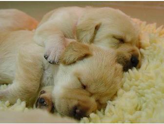 Sponsor a Litter of Labrador Retriever Puppies at Guiding Eyes for the Blind