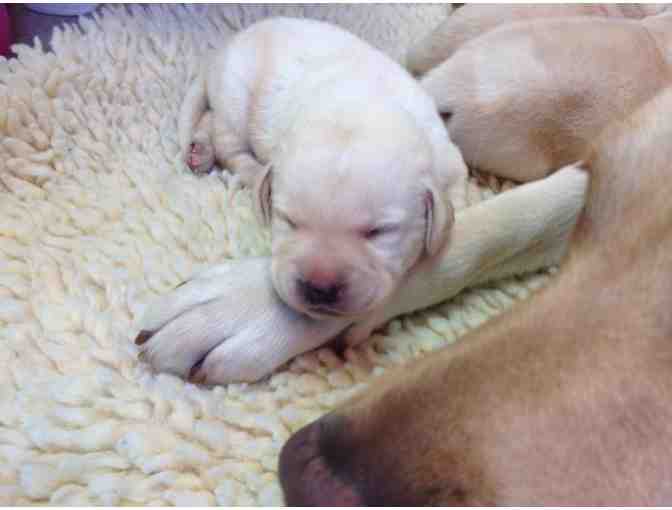 Sponsor a Litter of Guiding Eyes Puppies
