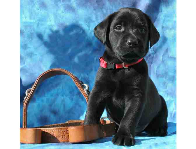 Sponsor a Litter of Guiding Eyes Puppies