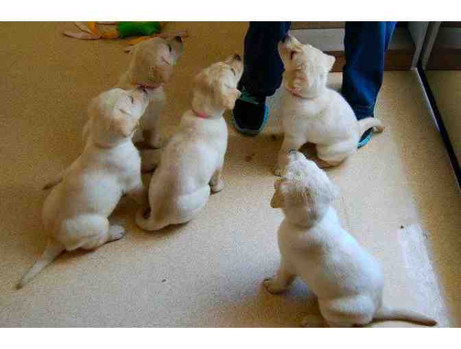 Sponsor a Litter of Guiding Eyes Puppies