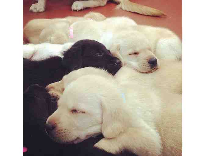 Sponsor a Litter of Guiding Eyes Puppies