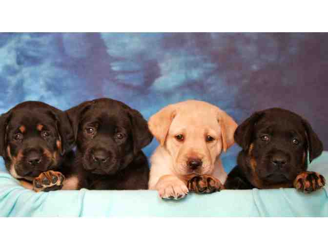 **Name a Guiding Eyes Puppy**